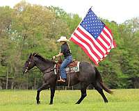 beginner-quarter-horse