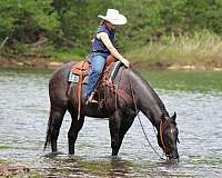 athletic-quarter-horse