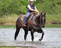 flashy-quarter-horse
