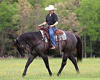 husband-safe-quarter-horse