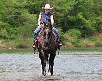 jumping-quarter-horse