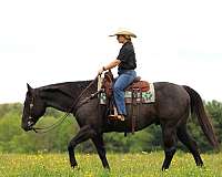 kid-safe-quarter-horse