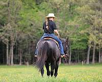 performance-quarter-horse