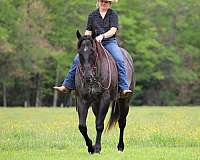 ranch-quarter-horse