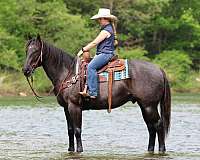 ranch-versatility-quarter-horse