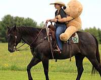 ranch-work-quarter-horse