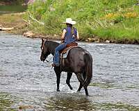 ridden-english-quarter-horse