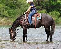 ridden-western-quarter-horse
