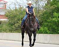 roping-quarter-horse