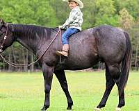 show-quarter-horse