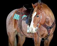 athletic-quarter-horse