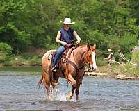 husband-safe-quarter-horse