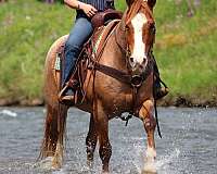 ranch-quarter-horse