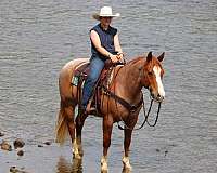 ranch-versatility-quarter-horse