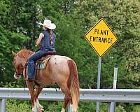 ridden-english-quarter-horse