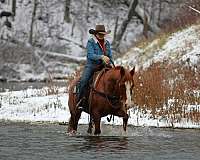 ridden-western-quarter-horse