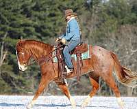 roping-quarter-horse
