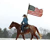 show-quarter-horse
