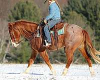 trail-quarter-horse