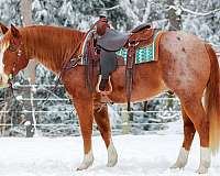 trail-riding-quarter-horse