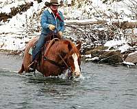 working-cattle-quarter-horse