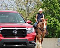 youth-quarter-horse