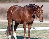 flashy-quarter-horse
