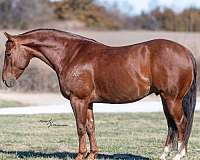 athletic-quarter-horse