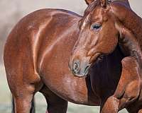 husband-safe-quarter-horse