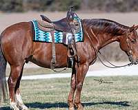 ranch-quarter-horse