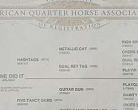 ranch-versatility-quarter-horse