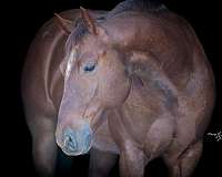 performance-quarter-horse