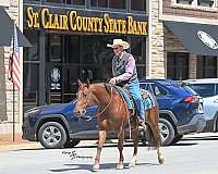 show-quarter-horse