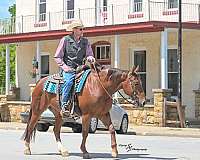 trail-quarter-horse