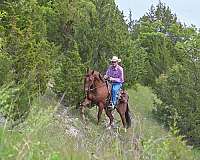 trail-riding-quarter-horse