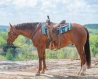 roping-quarter-horse