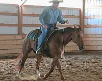 working-cattle-quarter-horse