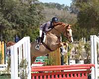 equitation-dutch-warmblood-horse