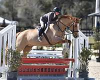 eventing-dutch-warmblood-horse