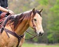 athletic-quarter-horse