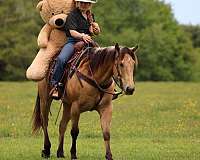 beginner-quarter-horse