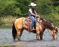 flashy-quarter-horse