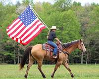 husband-safe-quarter-horse