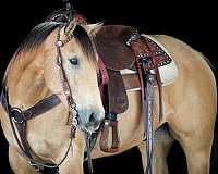 kid-safe-quarter-horse