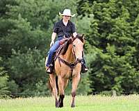 performance-quarter-horse