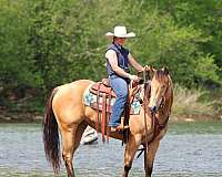 ranch-quarter-horse