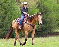 ranch-versatility-quarter-horse