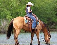 ranch-work-quarter-horse