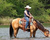 show-quarter-horse