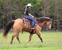 trail-quarter-horse